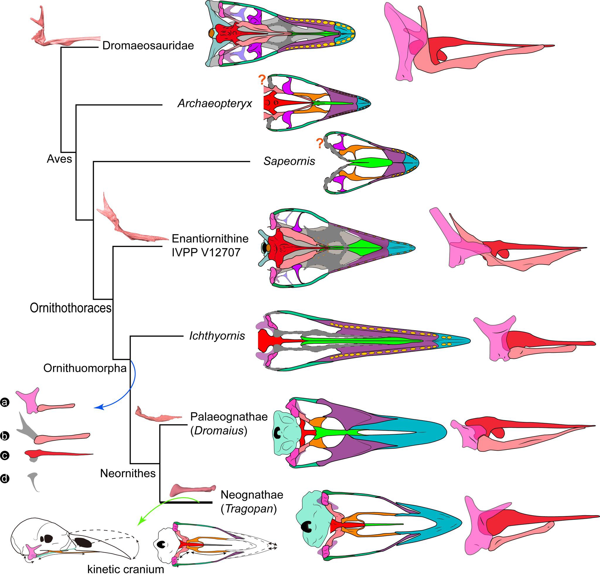 鸟类头骨演化简图（a–d：与头骨可动性相关的关键结构变化）。王敏供图