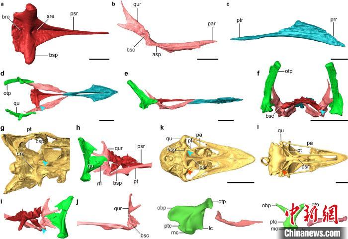 反鸟类头骨腭部骨骼CT复原，显示其腭部与兽脚类恐龙几乎相同。　王敏 供图