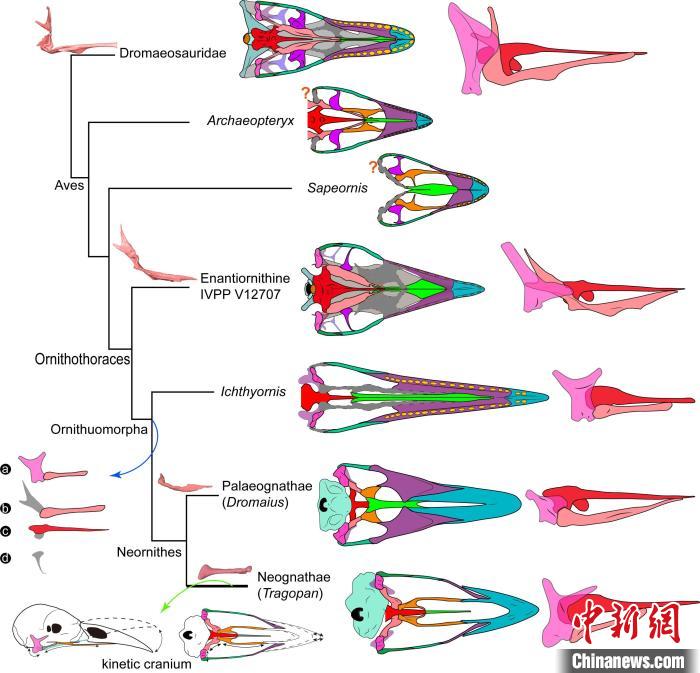 鸟类头骨演化简图(a-d：与头骨可动性相关的关键结构变化)。　王敏 供图