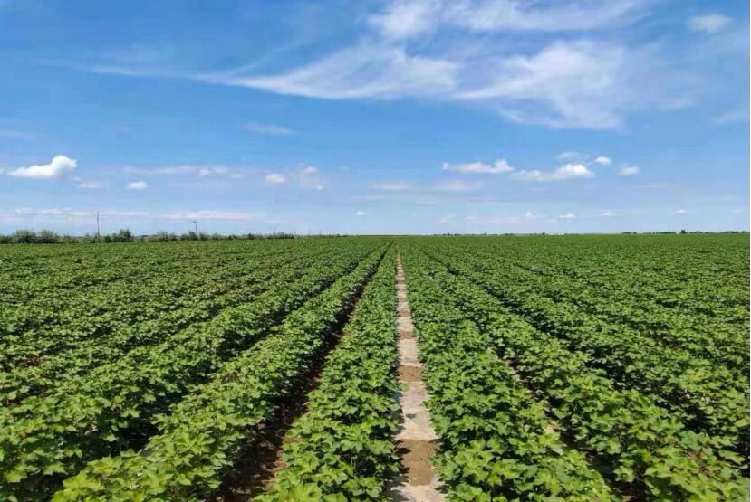 中邦足球赛事中的决胜之道与凯旋法门