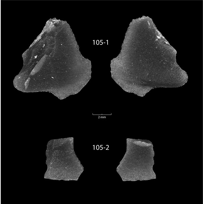 研究配图 - 3：两份样品在黑暗背景下的显微照片