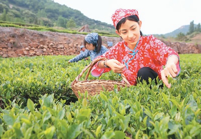 　　近年来，山东省日照市东港区后村镇积极发展绿茶产业，绿茶种植面积达4万余亩，实现产值10亿余元。图为6月12日，在后村镇独垛子村，村民正在采茶。许传宝摄（人民视觉） 