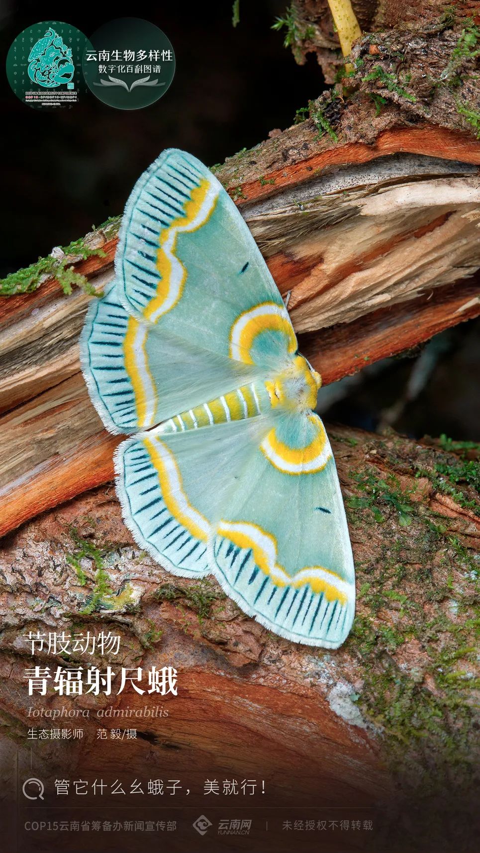 云南生物多样性数字化百科图谱 节肢动物 青辐射尺蛾 管它什么幺蛾子 美就行 云南省 新浪新闻 云南生物多样性数字化百科图谱 节肢动物 青辐射尺蛾 管它什么幺蛾子 美就行 云南省 新浪新闻