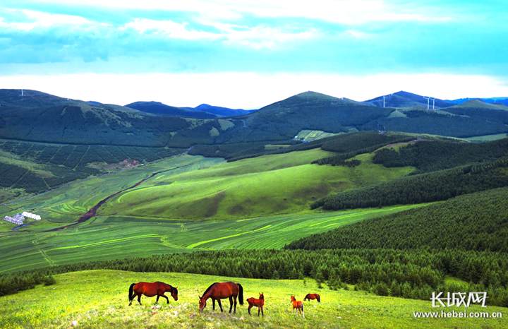 近日,记者在张家口看到,梯田草原已经成为坝上地区一道美丽的风景线.