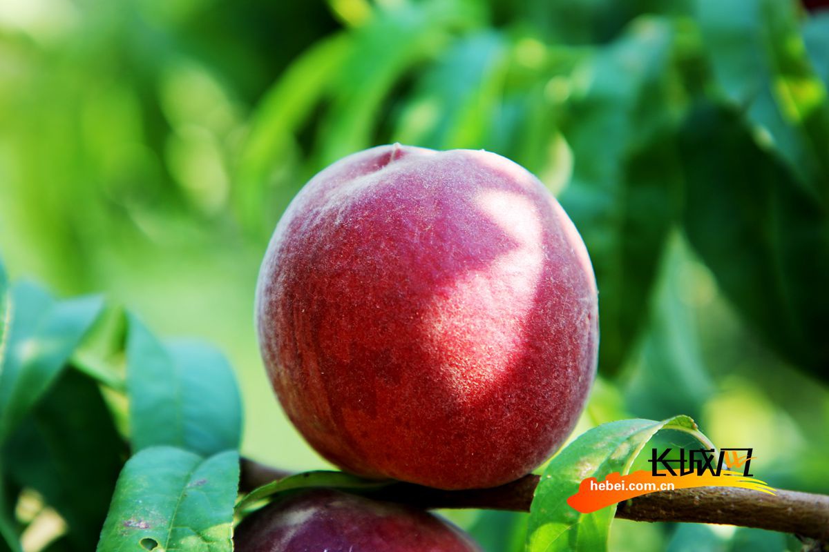 高清组图河北肃宁农旅结合仙桃香