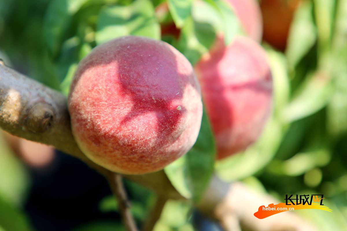 高清组图河北肃宁农旅结合仙桃香