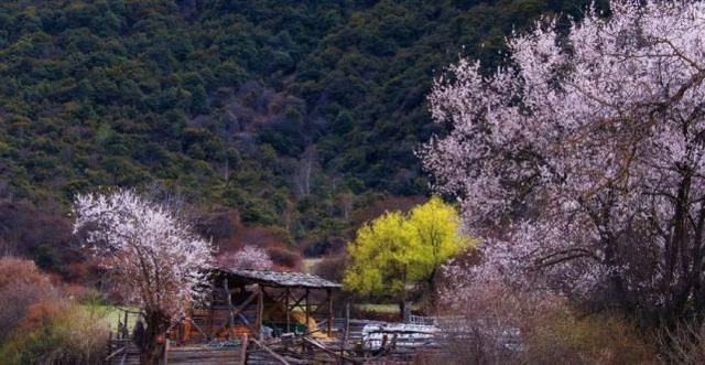 图源:林芝市旅发局
