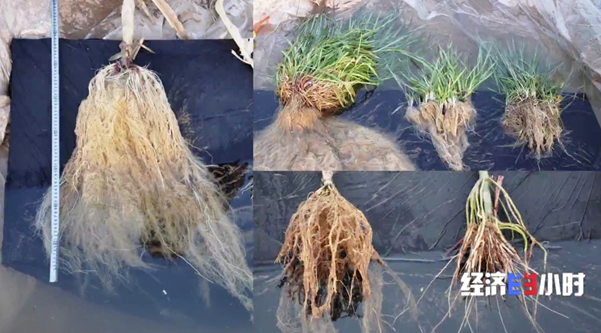 沙漠“长”绿洲！4000亩沙漠上，高粱、西瓜、番茄...产量惊人！奇迹出现的秘密是..._手机新浪网
