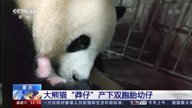 重庆大熊猫“莽仔”产下双胞胎幼崽