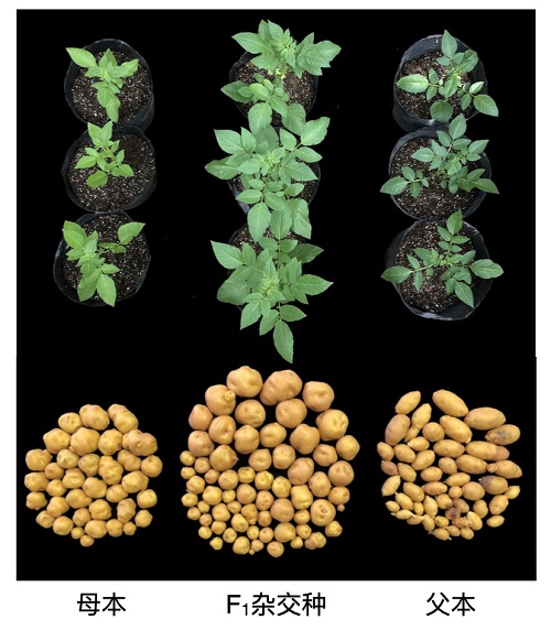 第一代二倍体马铃薯杂交种具有显著的杂种优势。中国农科院基因组所供图