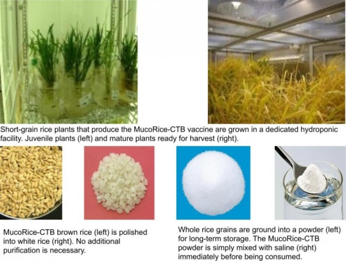 由大米制成的可食用霍乱疫苗在一期人体试验中被证明是安全的