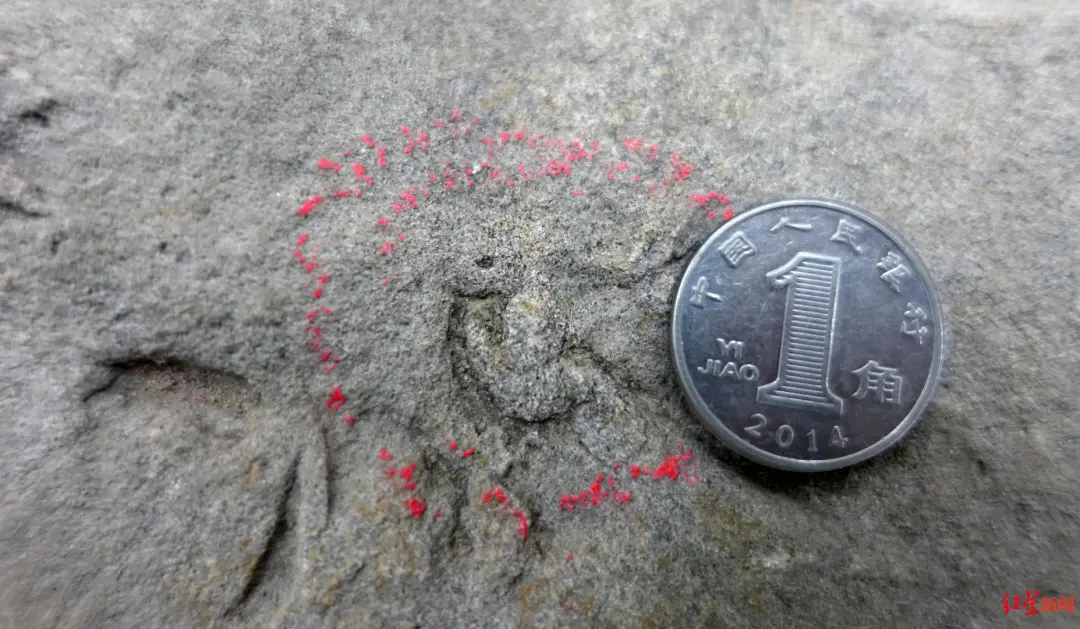 四川发现中国最小恐龙足迹 最长处仅10.2毫米