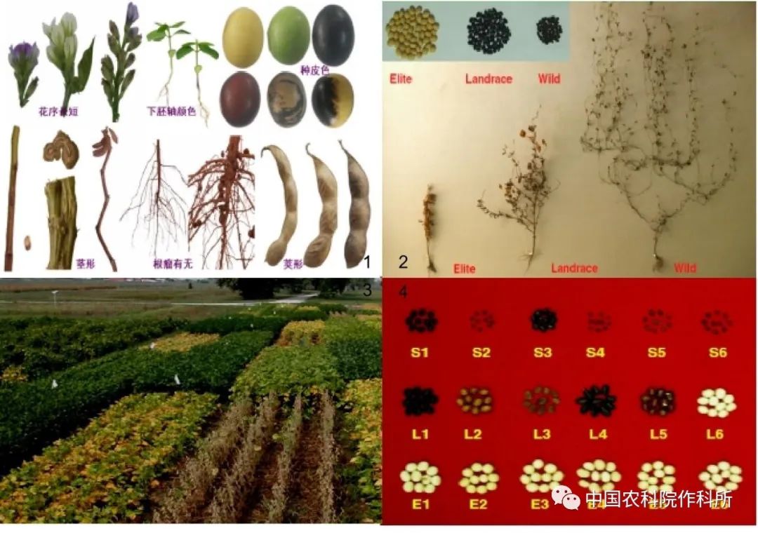 农科院现身讲述 全球大豆种业的昨天 今天和明天 美国 新浪财经 新浪网
