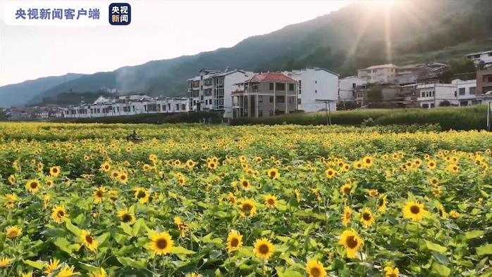 重庆：万株向日葵花开成海扮靓盛夏