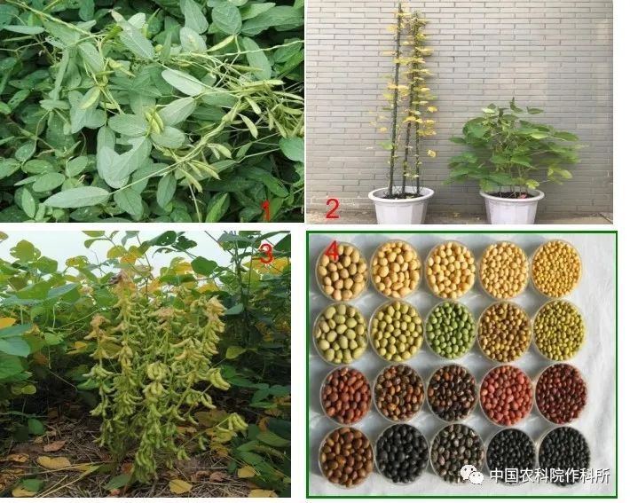 农科院现身讲述 全球大豆种业的昨天 今天和明天 美国 新浪财经 新浪网