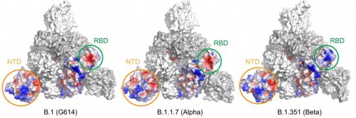 新研究揭示了SARS-CoV-2变种Alpha和Beta的结构变化