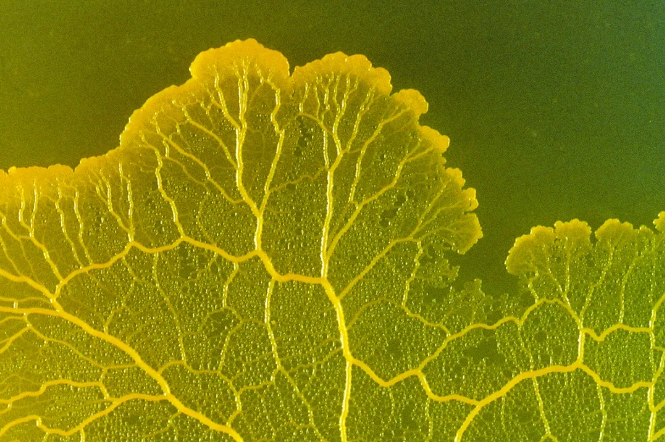 聪明的黏菌 是如何 记住 食物来源的 物理学家 新浪科技 新浪网