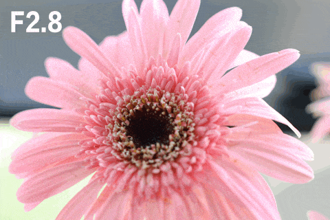 微距状态下的虚化表现GIF图3