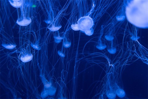 切开世界上最丑的鱼,里面的东西把科学家吓了一跳