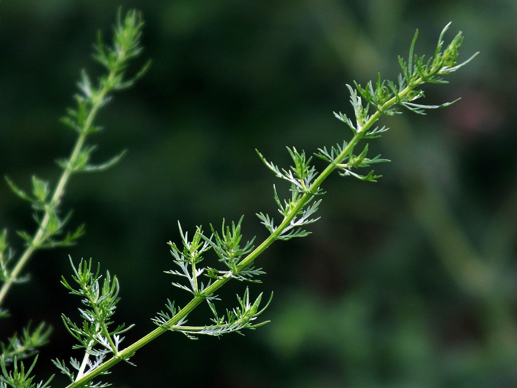 野生中药材青蒿,资料图.图源:视觉中国