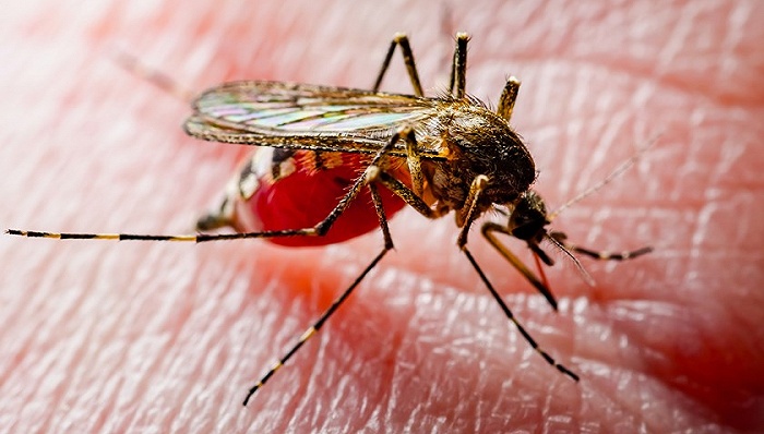 中国消除疟疾获世卫组织认证，防止输入性病例成新挑战