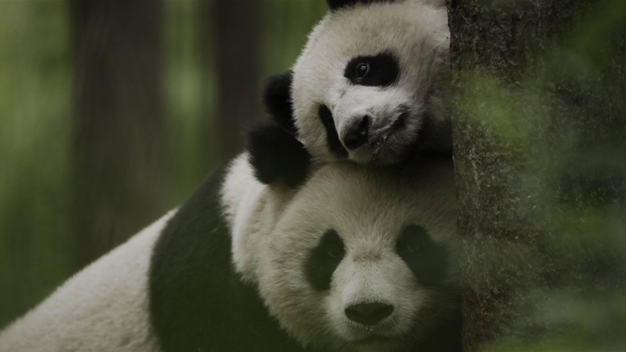 △大熊猫国家公园 大熊猫