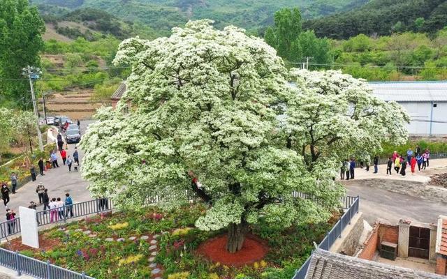 北京到底还有几棵古流苏树?最老一株树龄约为580年