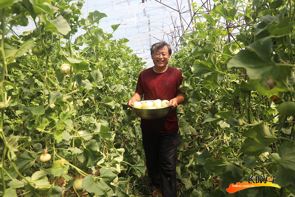 唐山市丰润区左家坞镇大旺庄村农民在大棚里展示刚摘下的甜瓜.