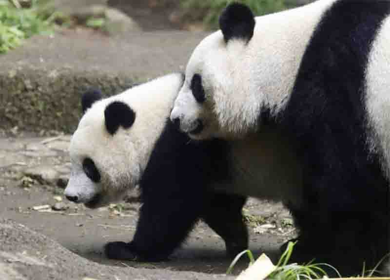 中国旅日大熊猫“仙女”出现妊娠征兆