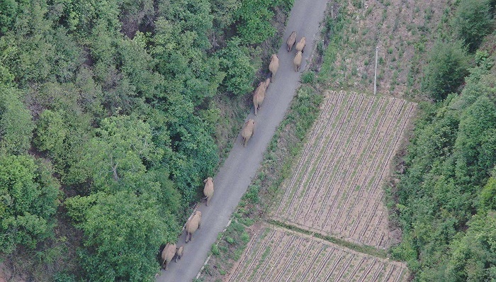 北迁中的象群。图片来源：云南省森林消防总队