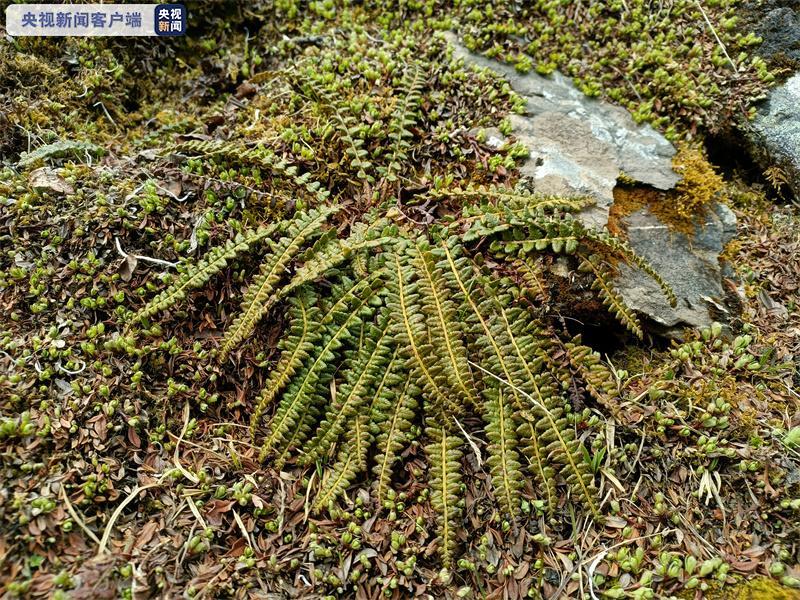 四川小金县发现国家一级保护植物玉龙蕨