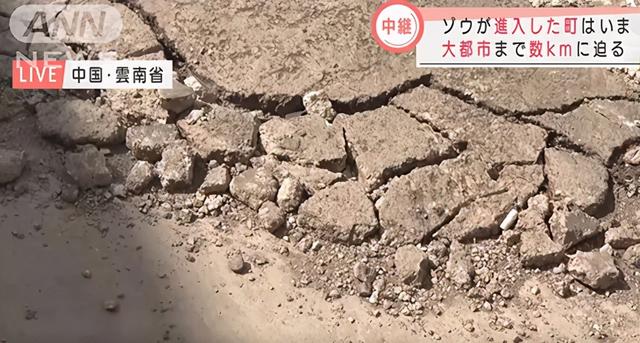 被象群踩坏的路面 图自日媒