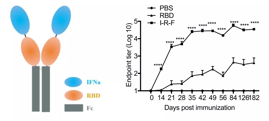 I-R-F结构及其在小鼠模型诱导的抗体应答