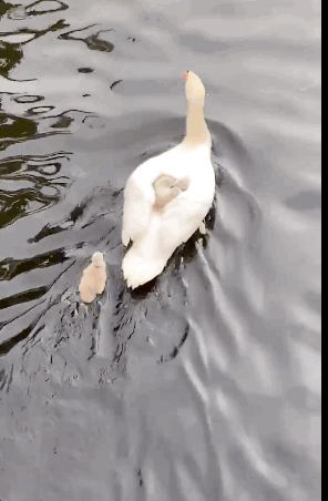 296_452竖版 竖屏gif 动态图 动图