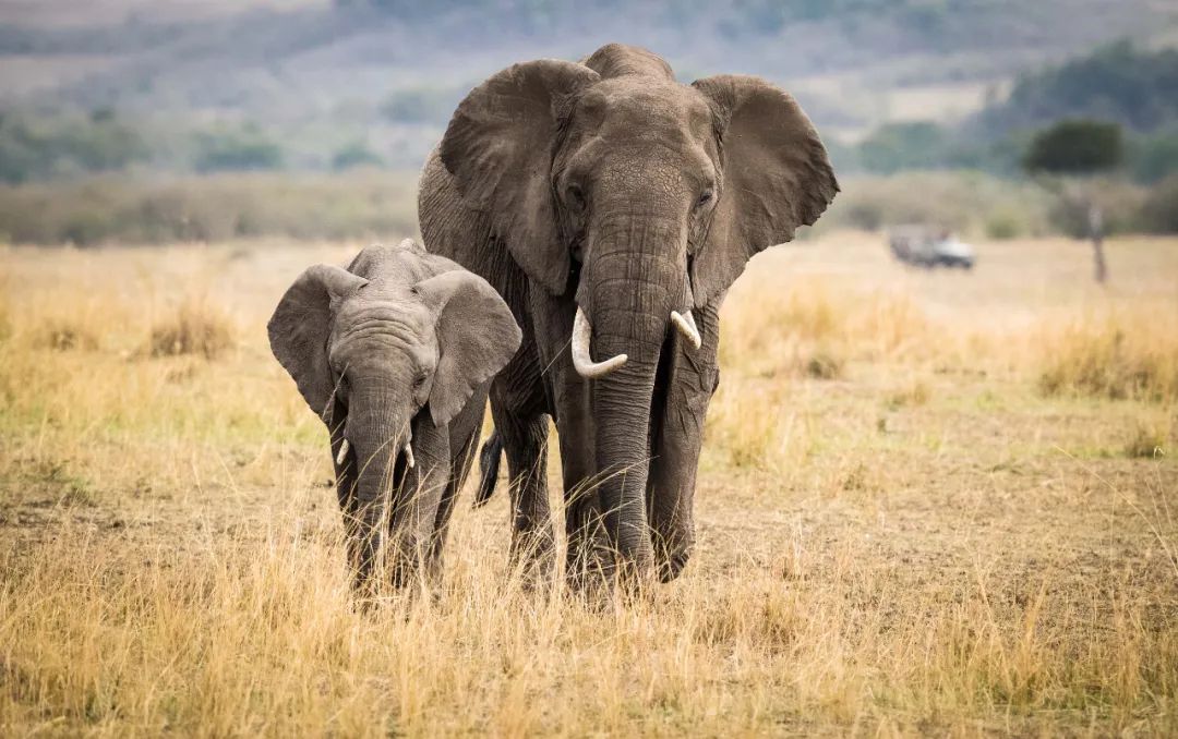 这是2017年8月28日在肯尼亚马赛马拉国家保护区内拍摄的大象。新华社记者 吕帅 摄
