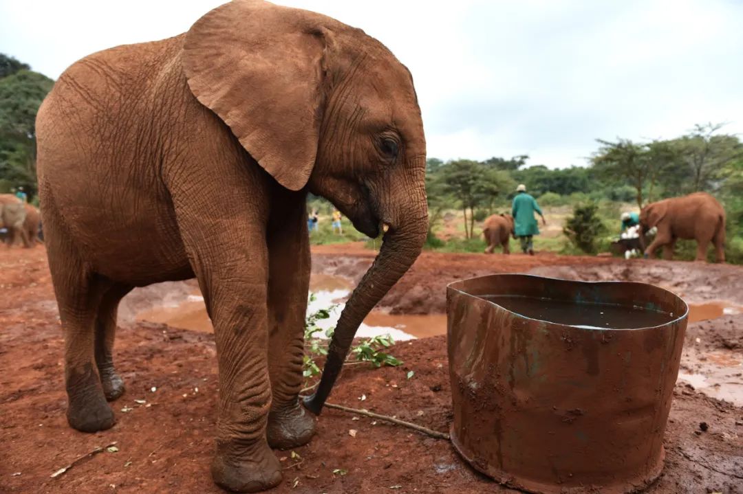 2015年8月6日，在肯尼亚内罗毕市郊的“大象孤儿院”，一头小象准备喝水。新华社记者 孙瑞博 摄