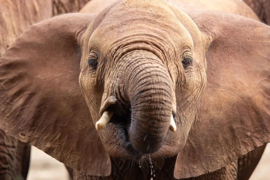 2018年11月29日，一头大象在肯尼亚察沃国家公园里喝水。新华社记者 张宇 摄