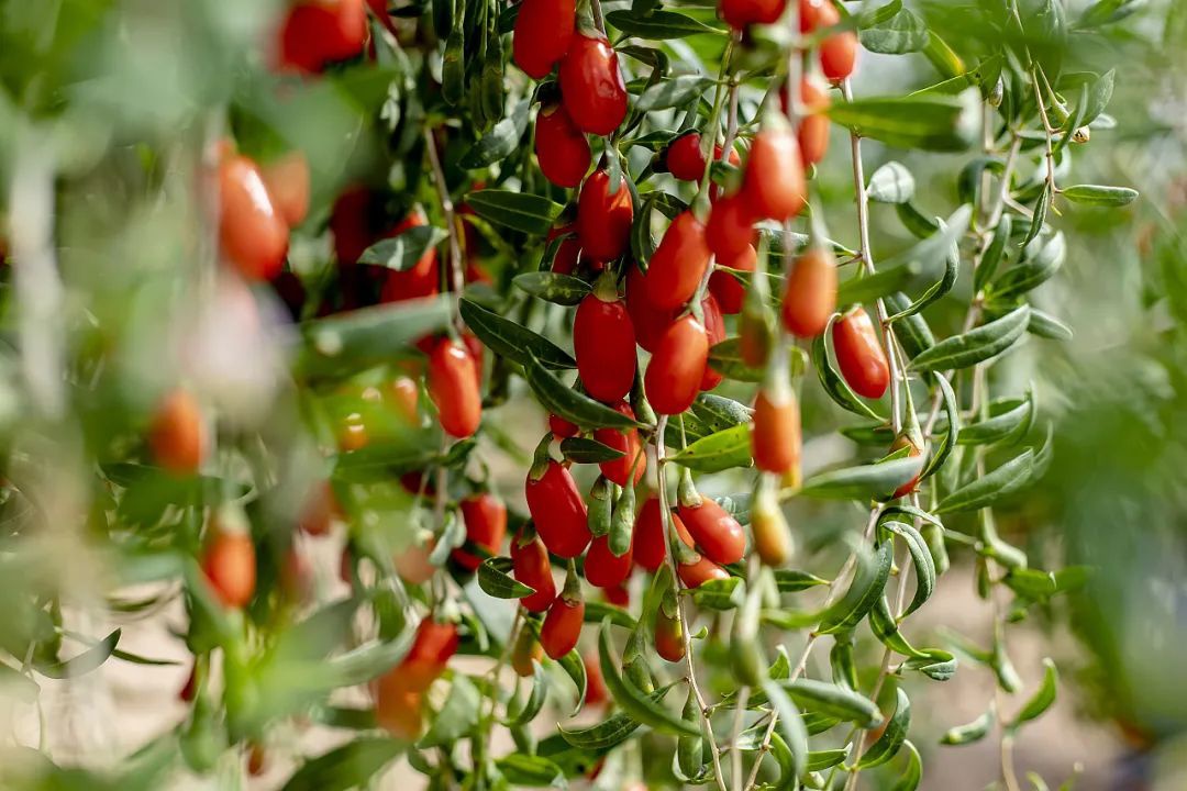 现摘的宁夏中宁「头茬枸杞鲜果」,产地直发,一年只卖一次!