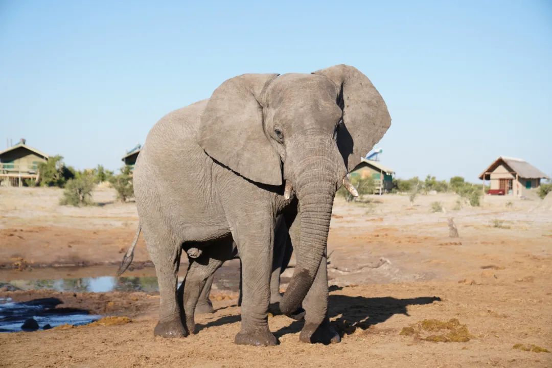 2019年5月30日，非洲象在博茨瓦纳北部的大象沙地保护区散步。新华社记者 杨孟曦 摄