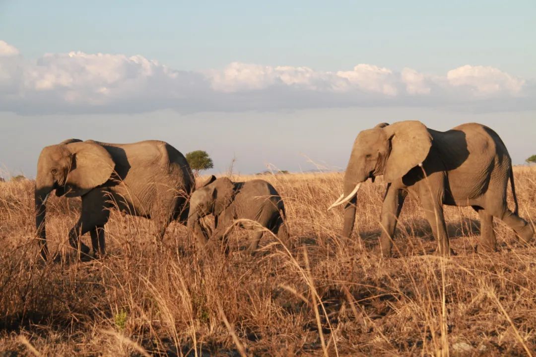 这是2017年11月14日在坦桑尼亚米库米国家公园拍摄的非洲象。新华社发