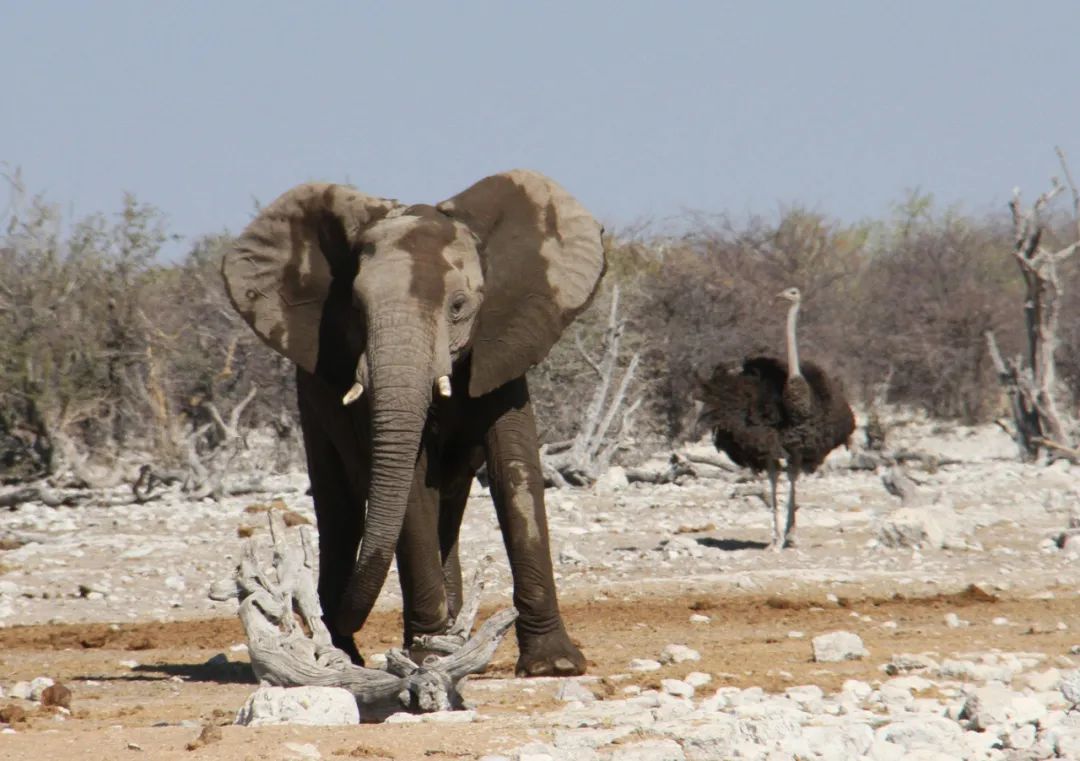 2016年8月26日，非洲象在纳米比亚埃托沙国家公园散步。新华社记者 吴长伟 摄