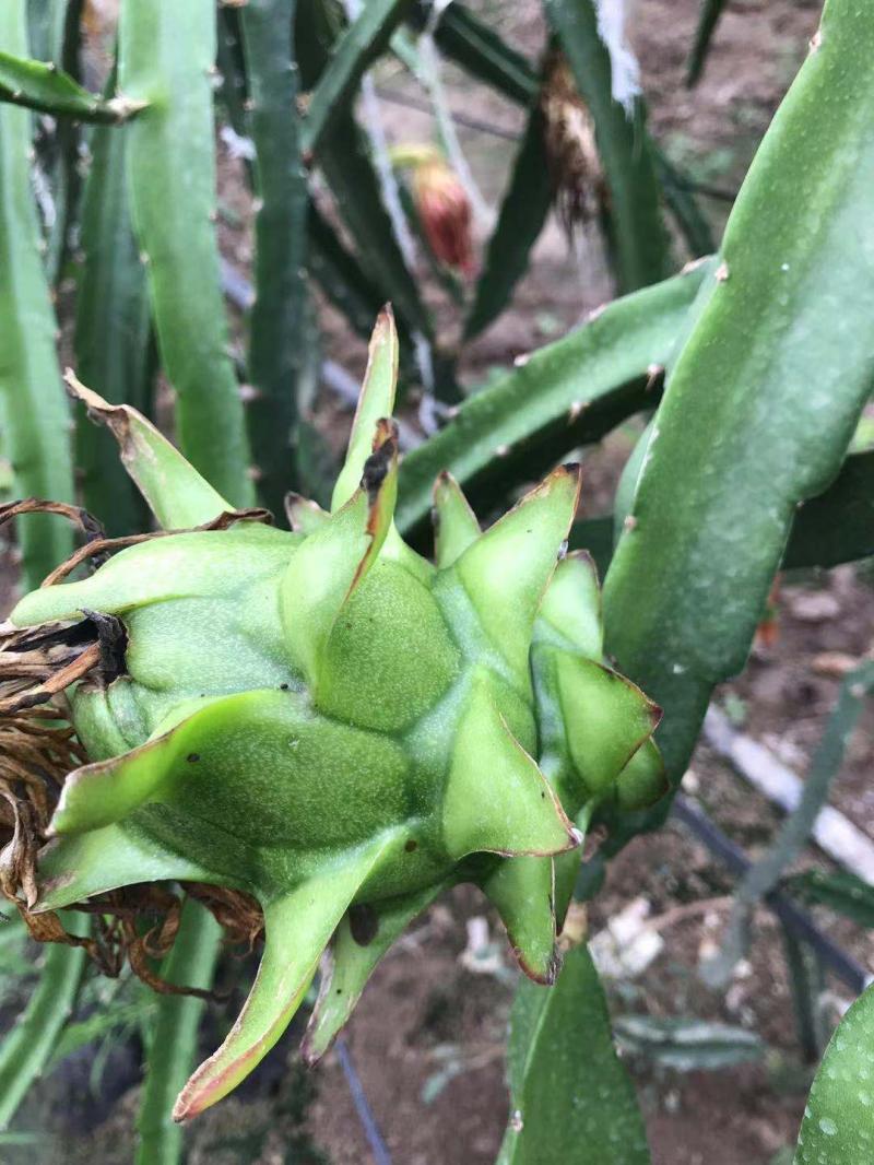 你见过绿皮白肉的绿龙果吗新品种火龙果有望在崇明实现规模化种植