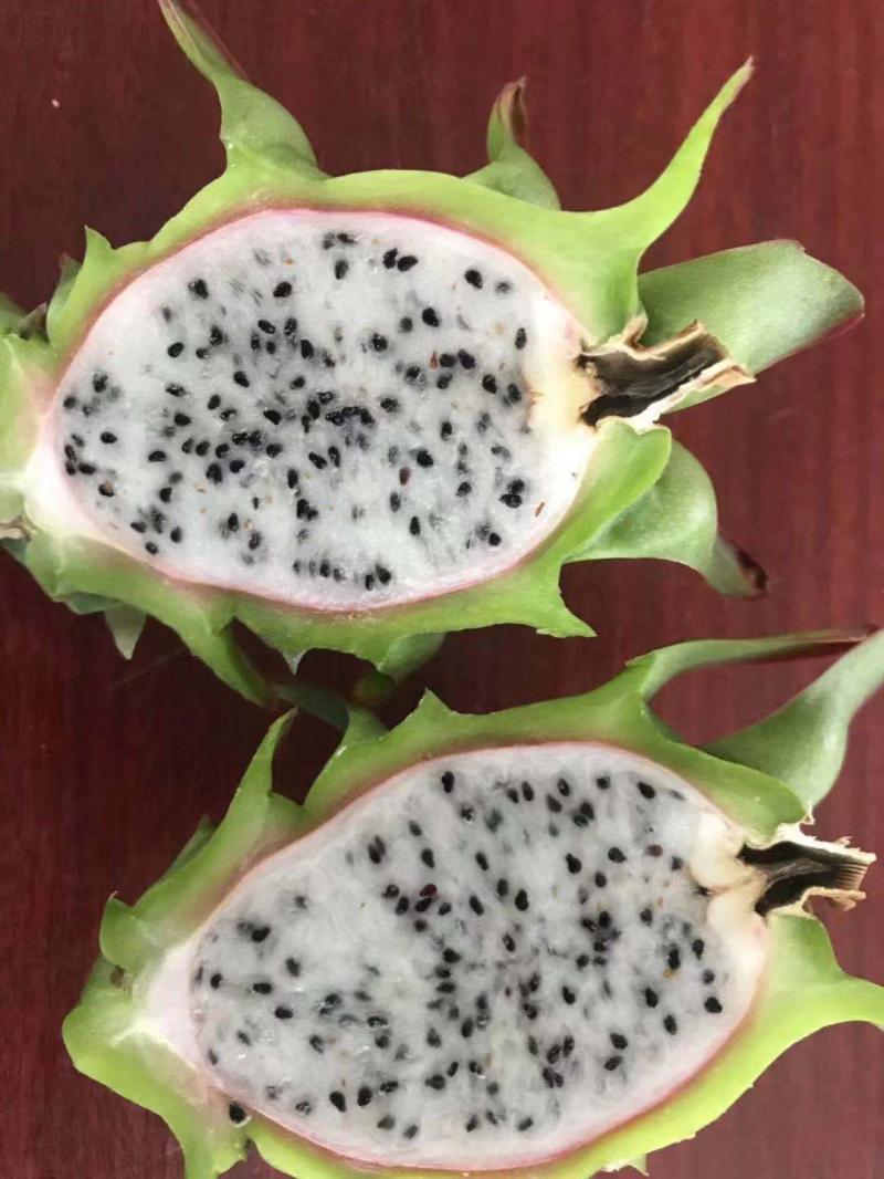 你见过绿皮白肉的绿龙果吗新品种火龙果有望在崇明实现规模化种植