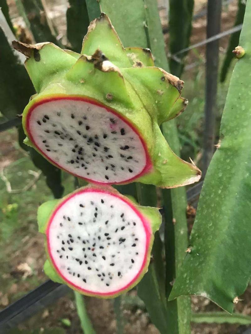 你见过绿皮白肉的绿龙果吗新品种火龙果有望在崇明实现规模化种植