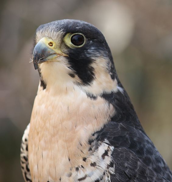 研究发现猎鹰有天然的“眼妆”来提高狩猎能力