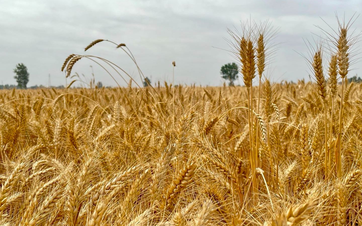 河南商丘睢县麦收过半 收割机紧张或将缓解