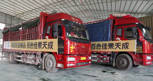 广西百色2021年第一茬芒果装车发货美团优选助力农产品上行