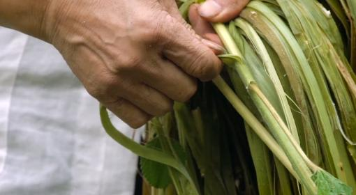 我国农科院专家首次揭示苎麻驯化机制