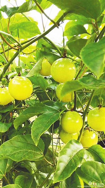 寻着果香游海南:盛夏的果实等你来摘