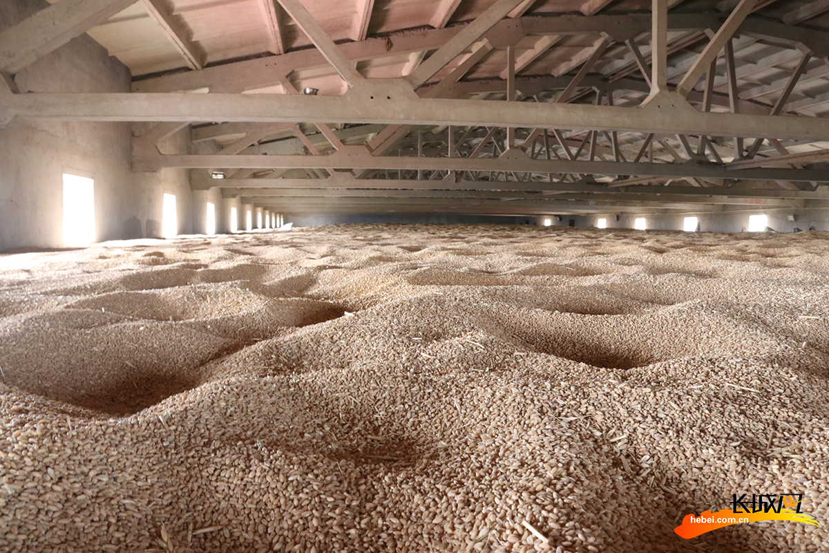 高清组图丨河北黄骅开仓收粮应收尽收